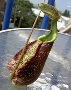 Nepenthes rafflesiana var. gigantea